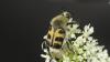 Trichius gallicus
